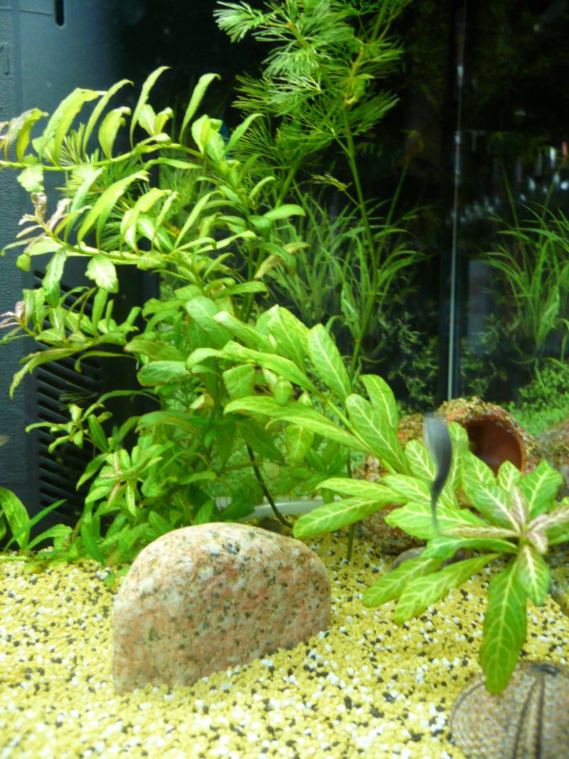 Eurasian water milfoil